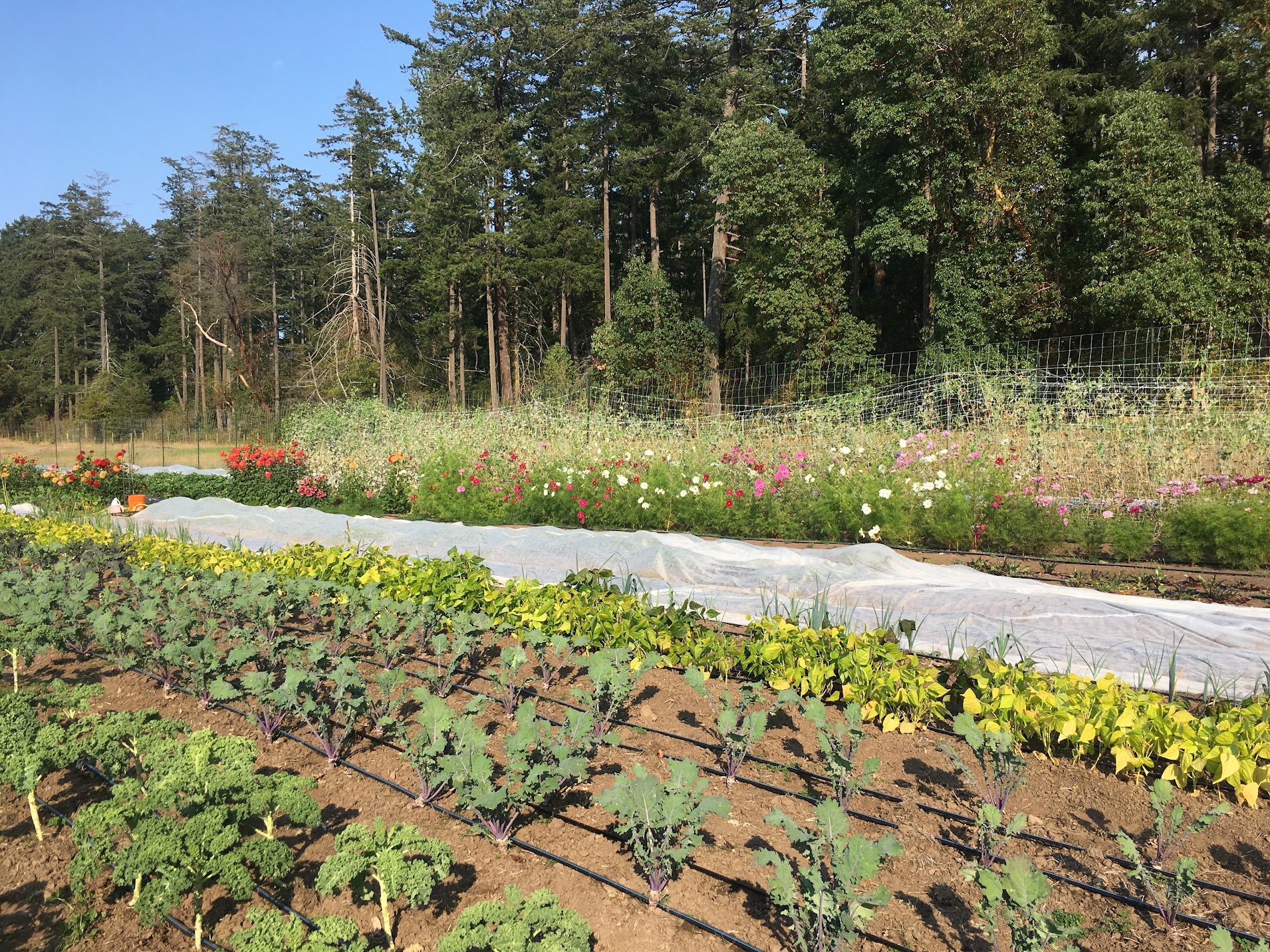 Farm with forest in the background